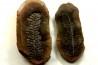 Nodule de fougère: PECOPTERIS VILLOSA - carbonifère - Mazon creek - USA