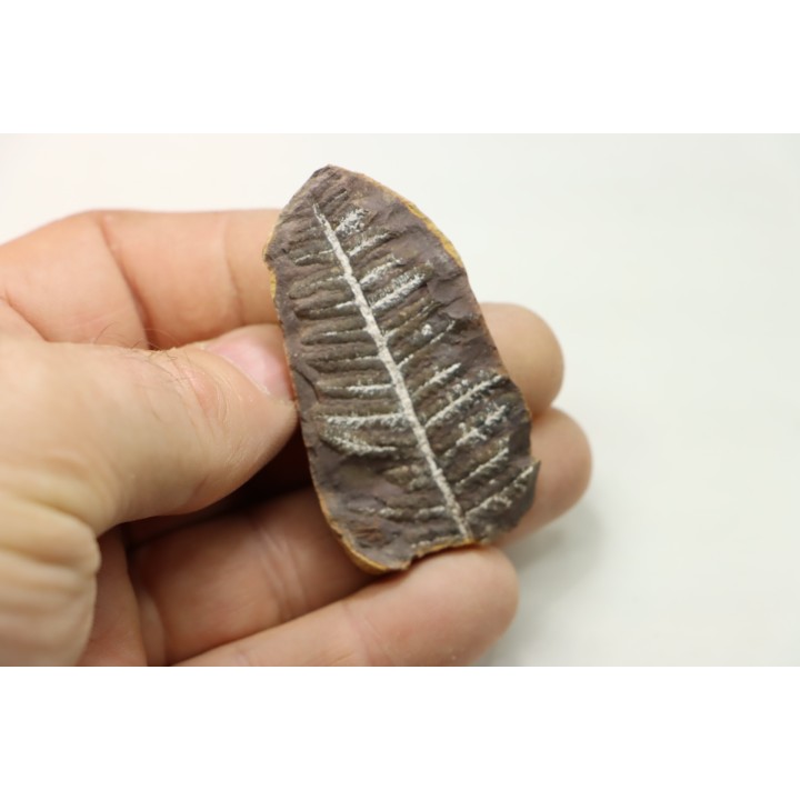 PECOPTERIS VILLOSA - Carboniferous - Mazon Creek - USA