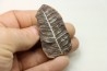 PECOPTERIS VILLOSA - Carboniferous - Mazon Creek - USA