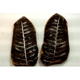 PECOPTERIS VILLOSA - Carboniferous - Mazon Creek - USA