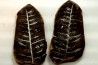 Nodule de fougère: PECOPTERIS VILLOSA - carbonifère - Mazon creek - USA