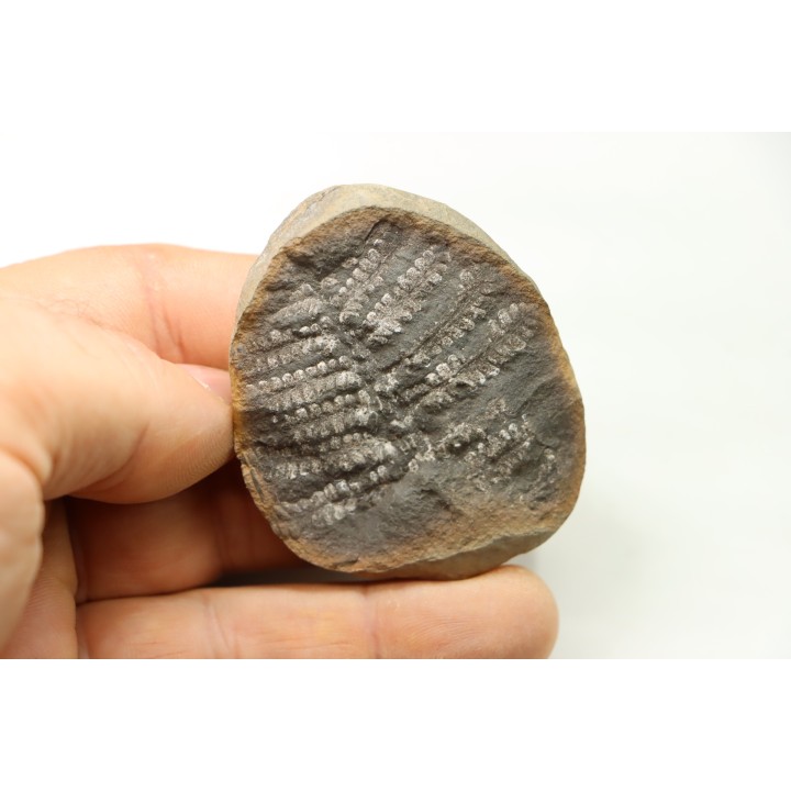 PECOPTERIS VILLOSA - Carboniferous - Mazon Creek - USA