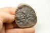 Nodule de fougère: PECOPTERIS VILLOSA - carbonifère - Mazon creek - USA
