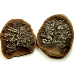 PECOPTERIS VILLOSA - Carboniferous - Mazon Creek - USA