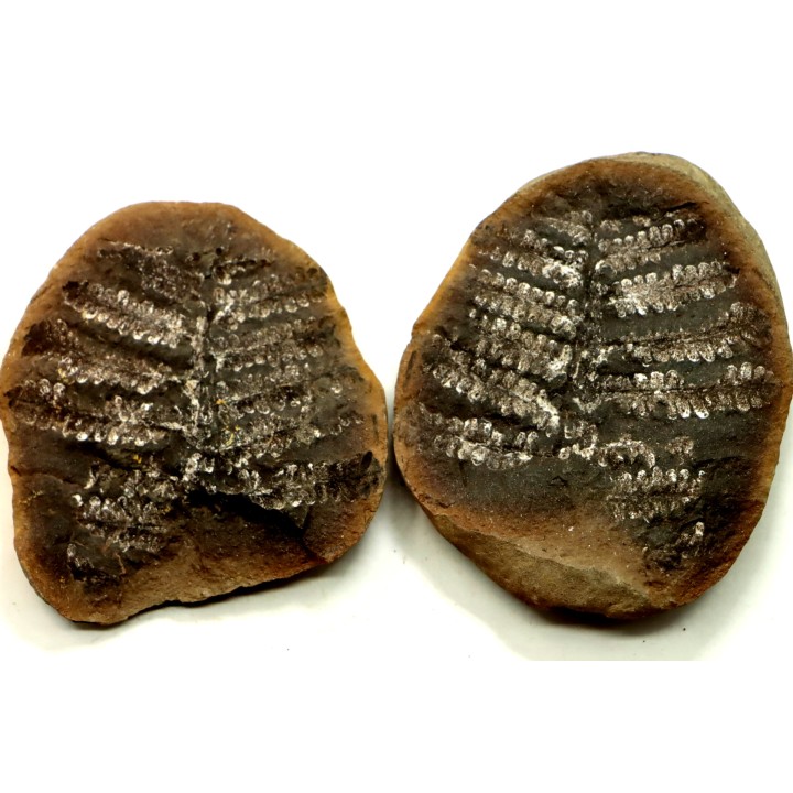PECOPTERIS VILLOSA - Carboniferous - Mazon Creek - USA