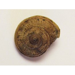 ORBONELLA PALAEMON