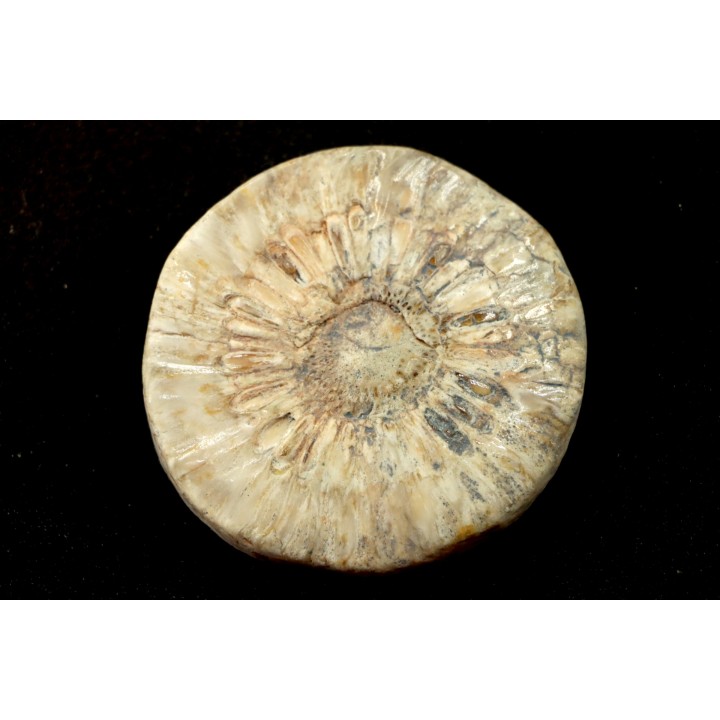 ARAUCARIA MIRABILIS