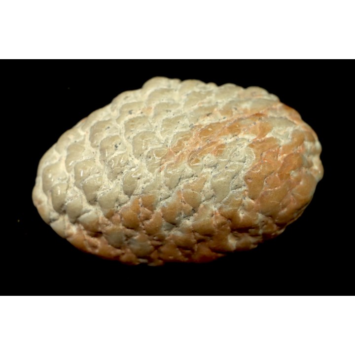ARAUCARIA MIRABILIS