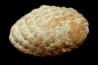 ARAUCARIA MIRABILIS