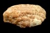 ARAUCARIA MIRABILIS