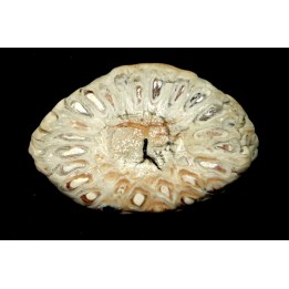 ARAUCARIA MIRABILIS