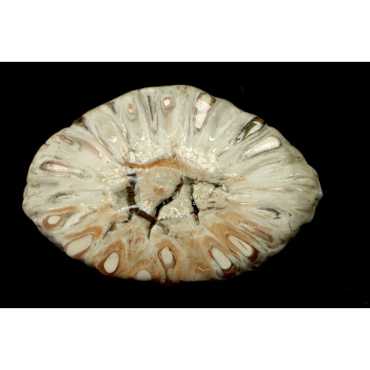 ARAUCARIA MIRABILIS