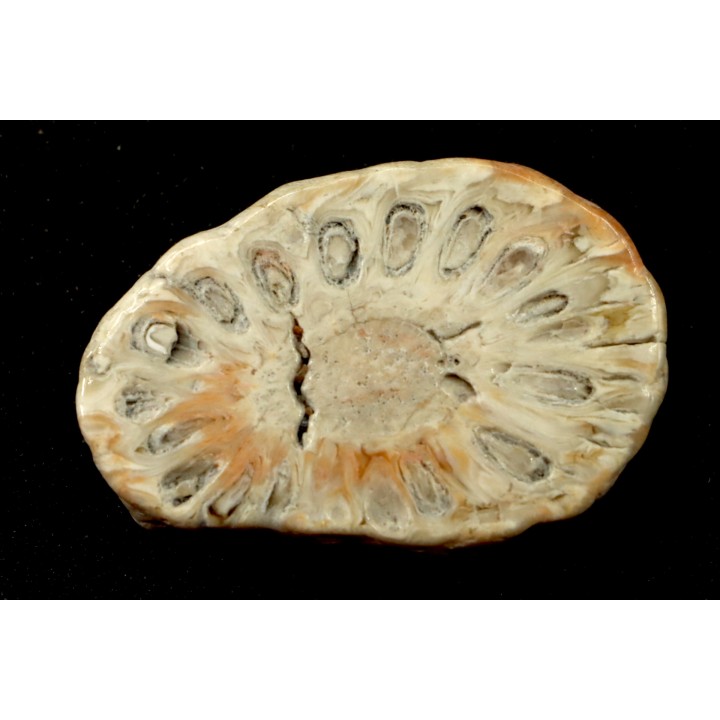 ARAUCARIA MIRABILIS