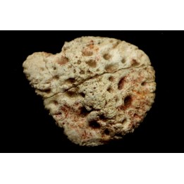 PLAQUE DERMIQUE  DE CROCODILE: DYROSAURUS PHOSPHATICUS