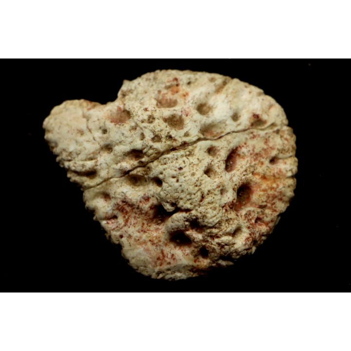 PLAQUE DERMIQUE  DE CROCODILE: DYROSAURUS PHOSPHATICUS