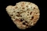 CROCODILE SKIN PLATE: Dyrosaurus phosphaticus