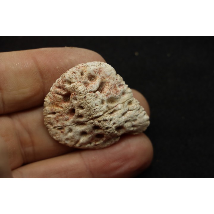 CROCODILE SKIN PLATE: Dyrosaurus phosphaticus
