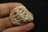 PLAQUE DERMIQUE  DE CROCODILE: DYROSAURUS PHOSPHATICUS