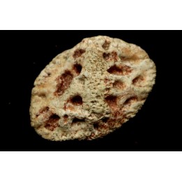 CROCODILE SKIN PLATE: Dyrosaurus phosphaticus