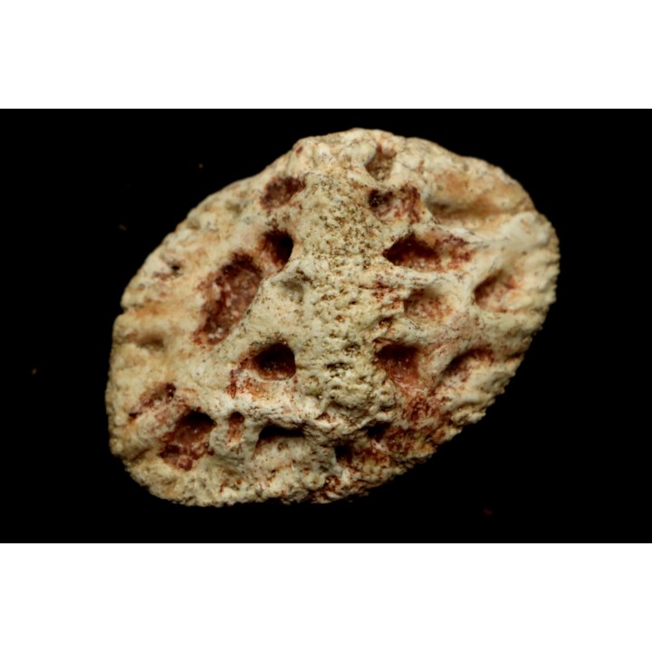 PLAQUE DERMIQUE  DE CROCODILE: DYROSAURUS PHOSPHATICUS