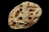 CROCODILE SKIN PLATE: Dyrosaurus phosphaticus