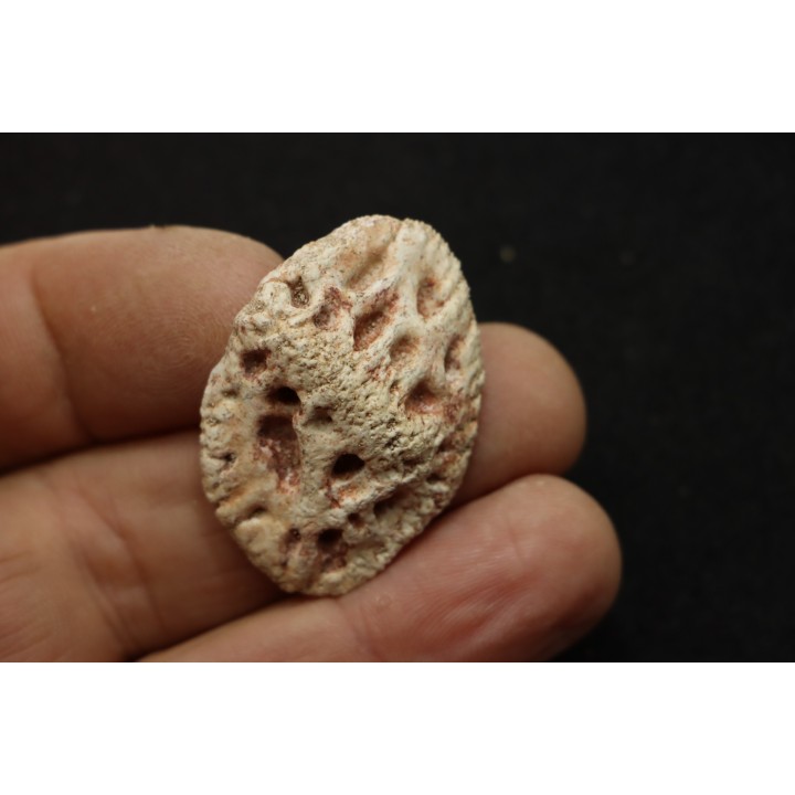 CROCODILE SKIN PLATE: Dyrosaurus phosphaticus