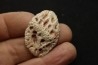 CROCODILE SKIN PLATE: Dyrosaurus phosphaticus