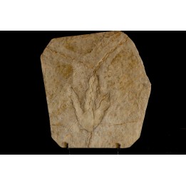dinosaur foot print : Grallator variabilis