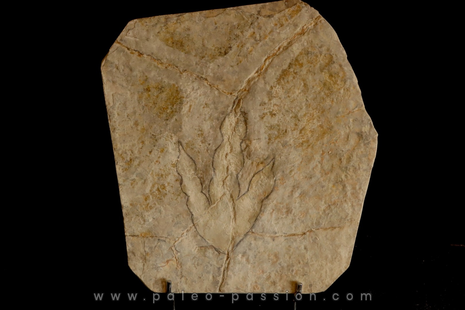 dinosaur foot print : Grallator variabilis