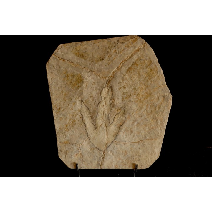 dinosaur foot print : Grallator variabilis