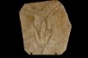 dinosaur foot print : Grallator variabilis