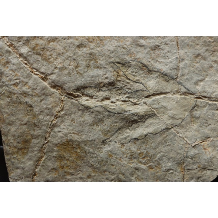 empreinte de dinosaure Grallator variabilis