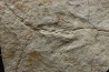 dinosaur foot print : Grallator variabilis