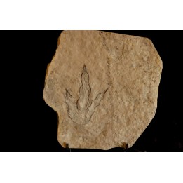 empreinte de dinosaure Grallator variabilis