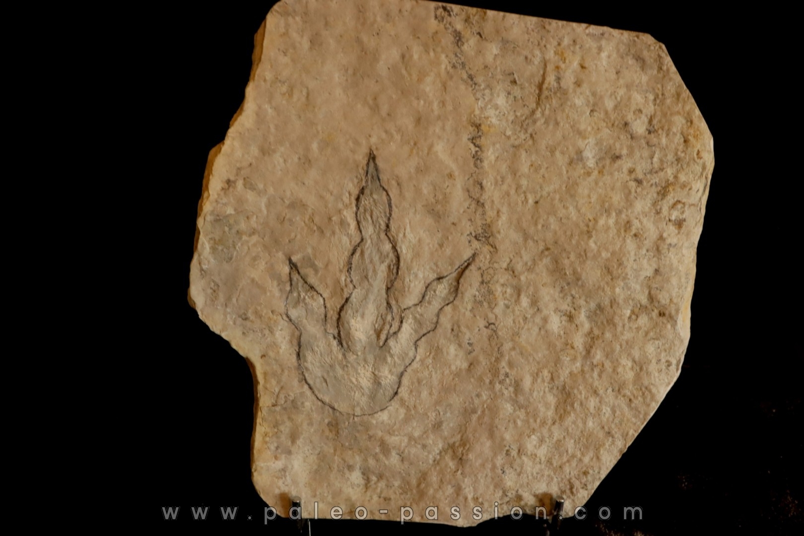 dinosaur foot print : Grallator variabilis