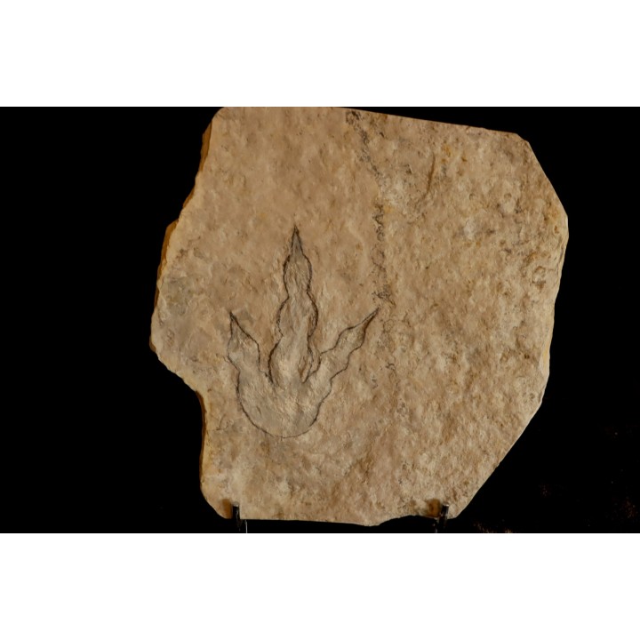 empreinte de dinosaure Grallator variabilis