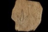 empreinte de dinosaure Grallator variabilis