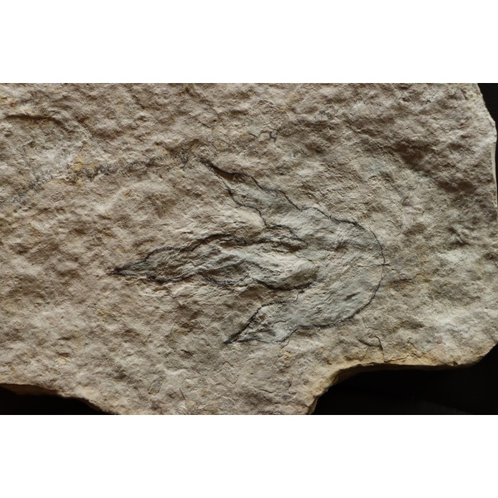 empreinte de dinosaure Grallator variabilis