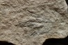 dinosaur foot print : Grallator variabilis
