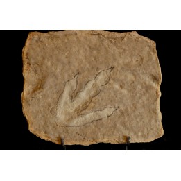 empreinte de dinosaure Grallator variabilis