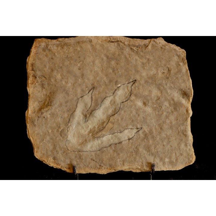 dinosaur foot print : Grallator variabilis