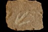 empreinte de dinosaure Grallator variabilis