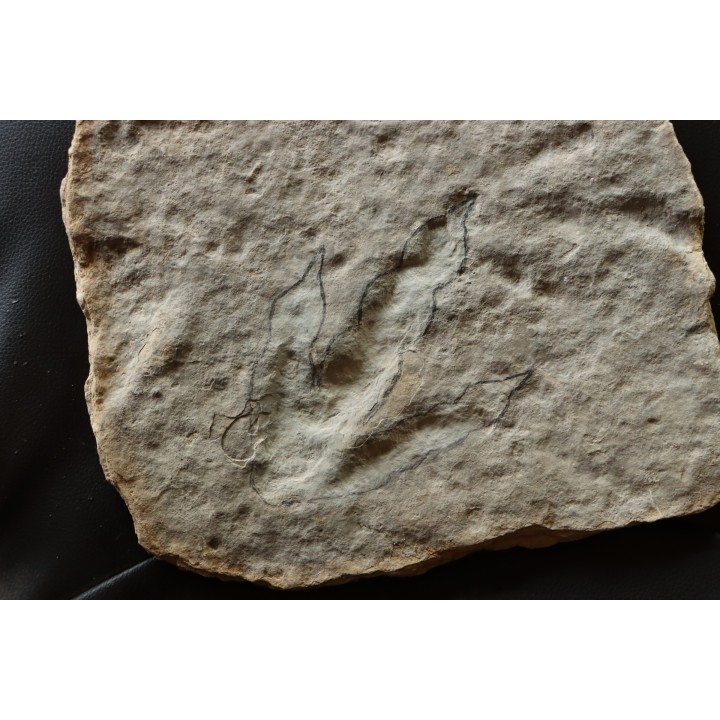 dinosaur foot print : Grallator variabilis