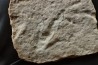 dinosaur foot print : Grallator variabilis