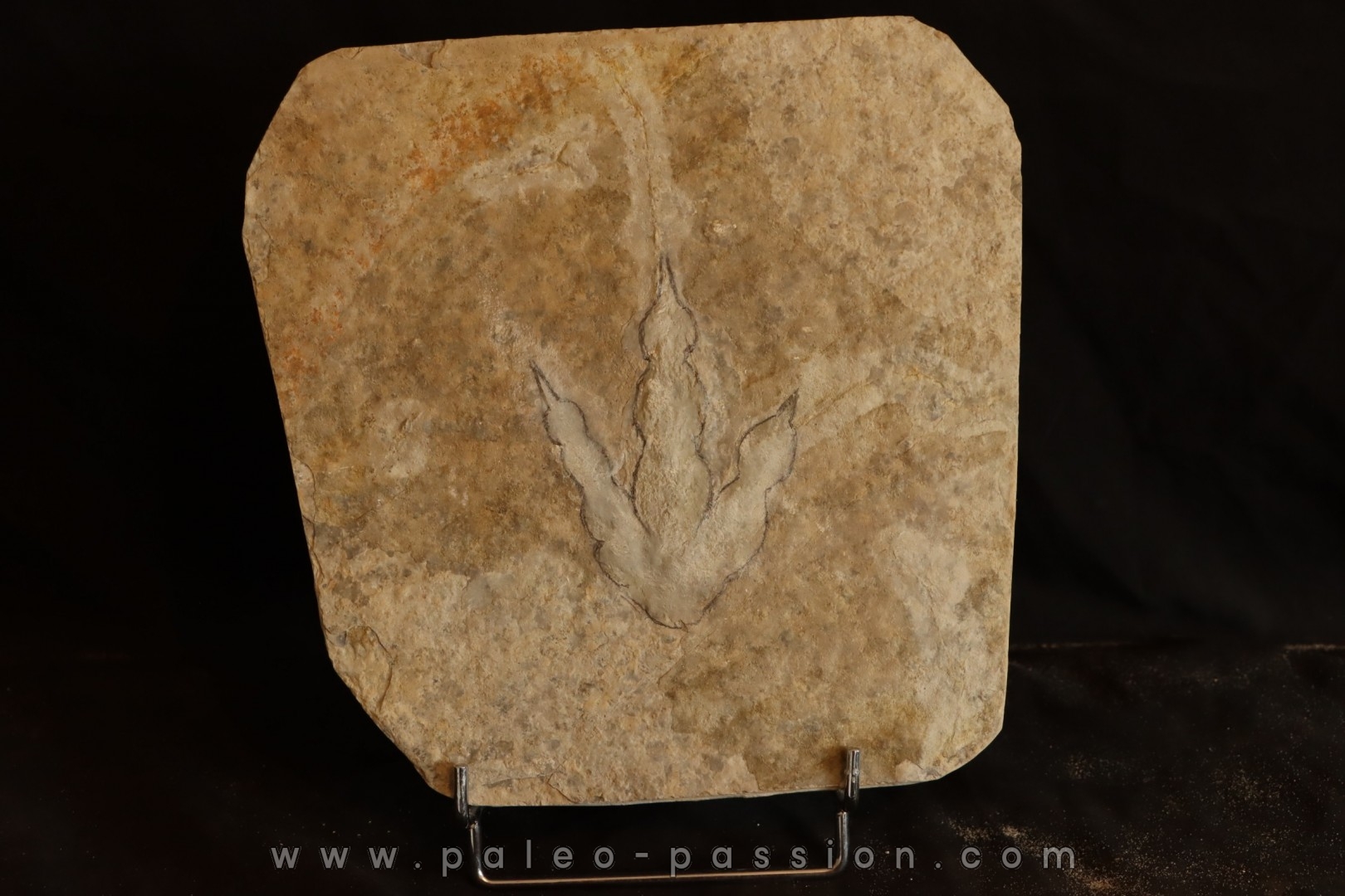 dinosaur foot print : Grallator variabilis