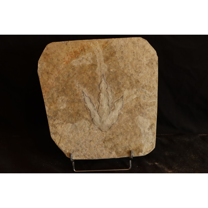 dinosaur foot print : Grallator variabilis