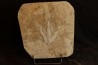 empreinte de dinosaure Grallator variabilis