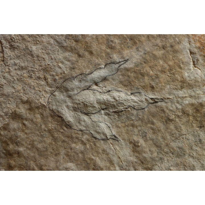 dinosaur foot print : Grallator variabilis