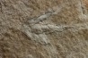 dinosaur foot print : Grallator variabilis