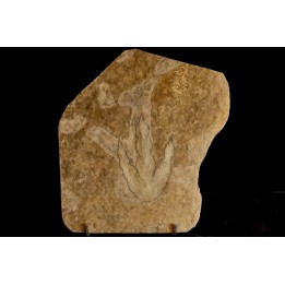 empreinte de dinosaure Grallator variabilis
